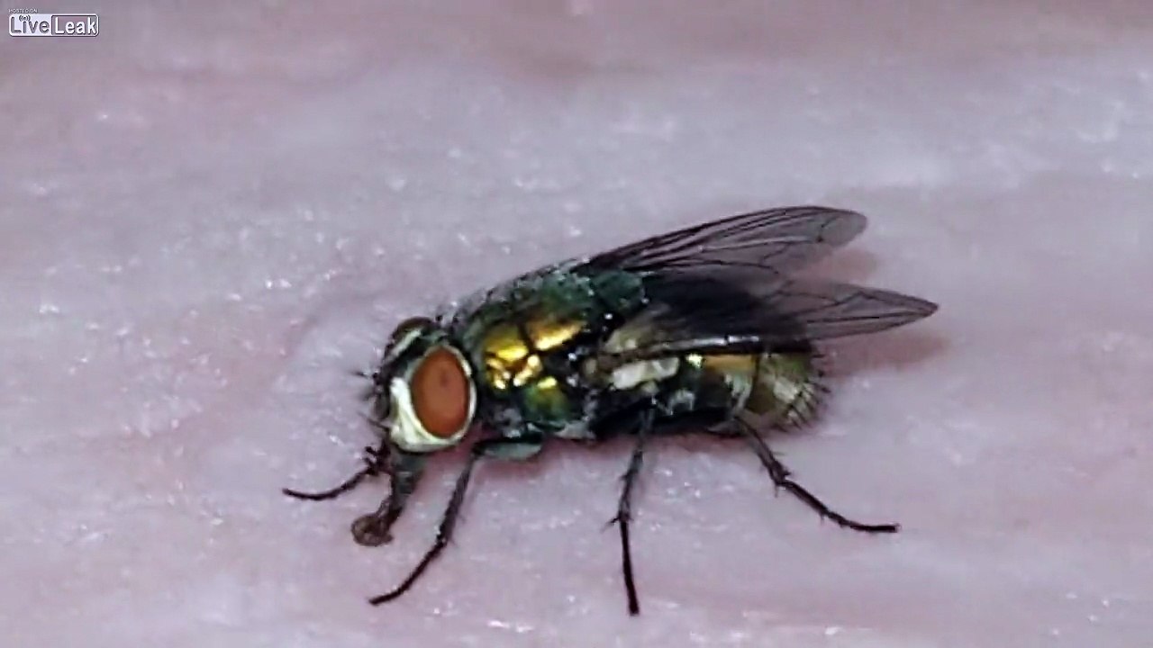 FLY ON MY HAM