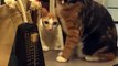 Ces 2 chats adorables découvrent un métronome