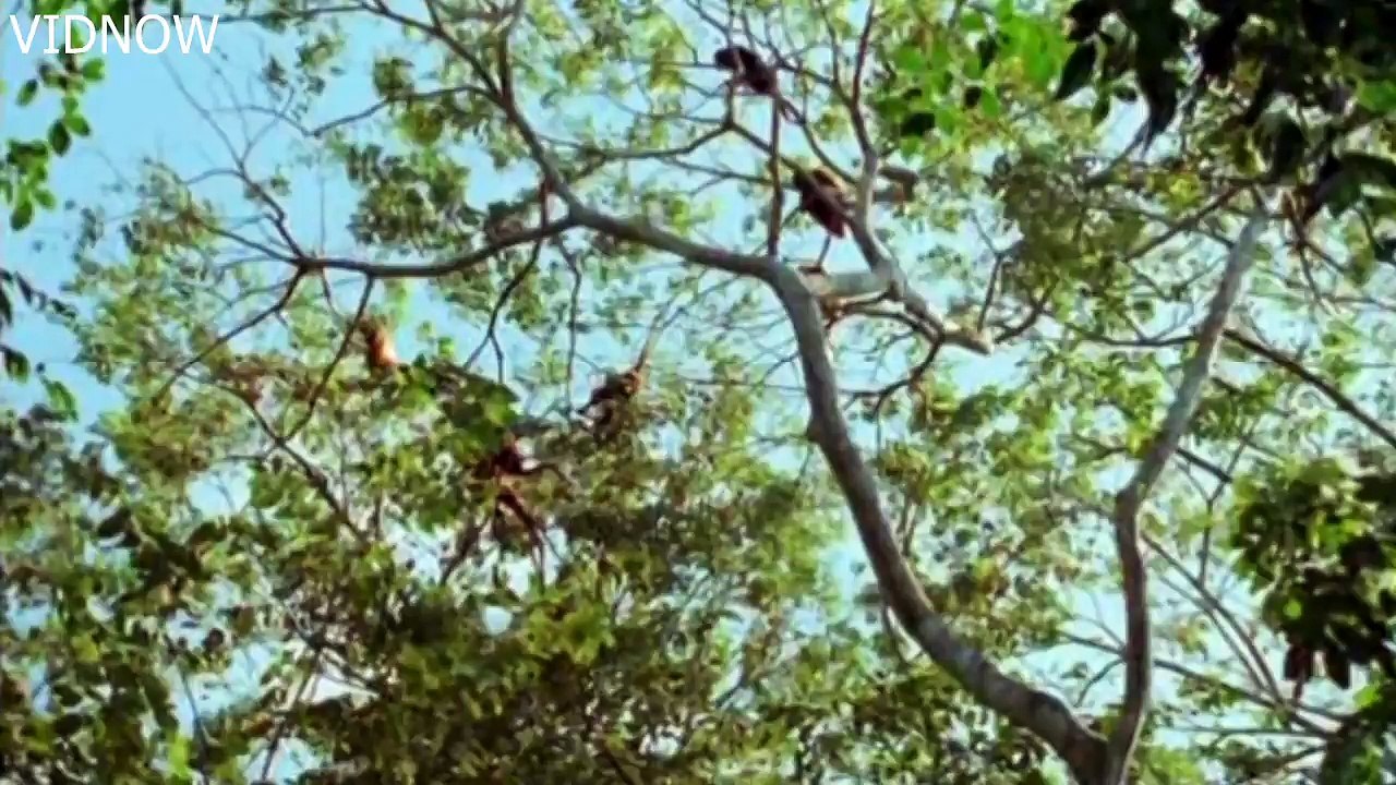 Cute Monkeys