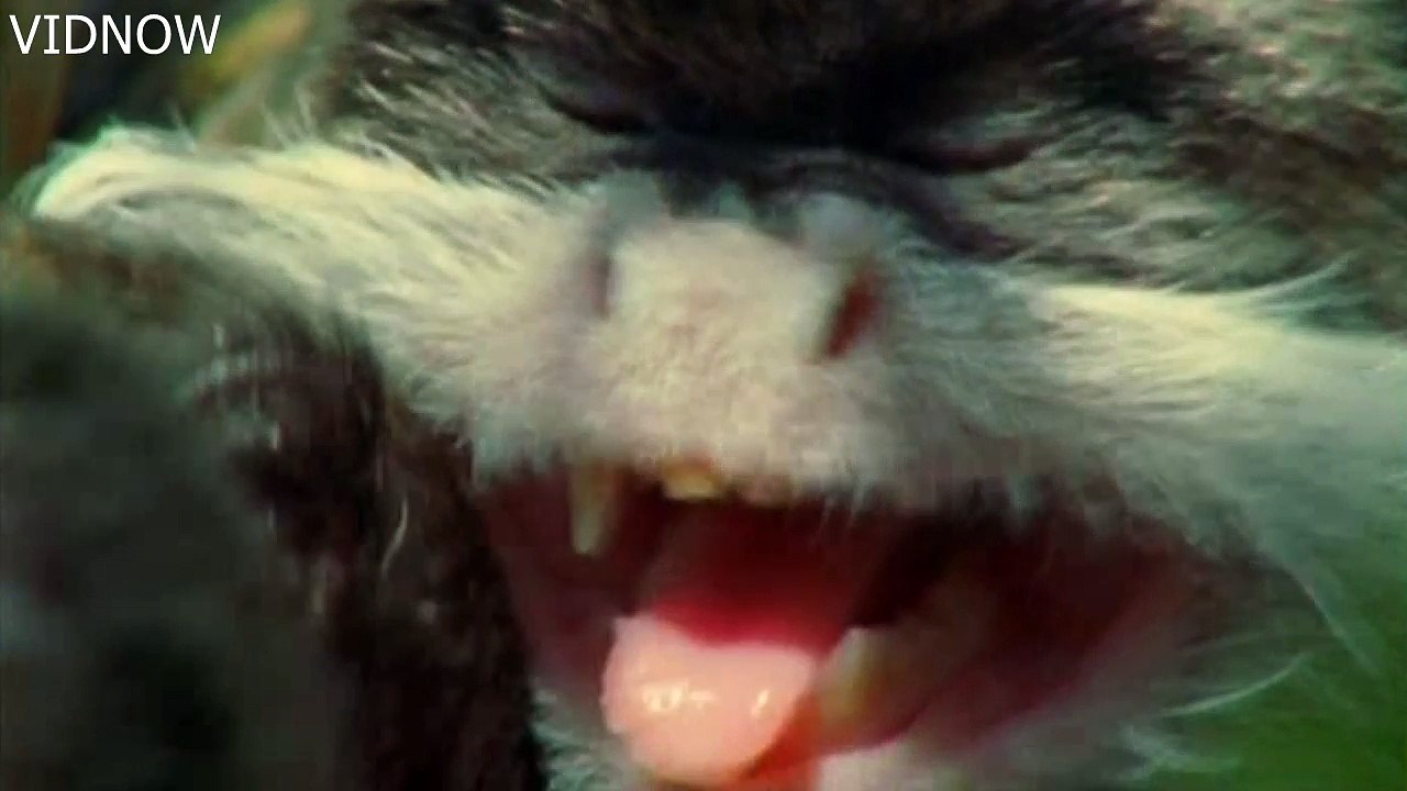Monkeys Behavior