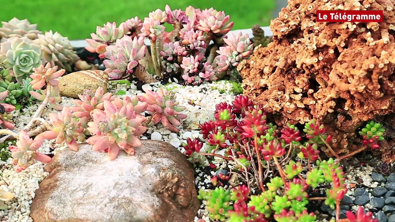 Brélès (29). Ses cactus bravent l'hiver