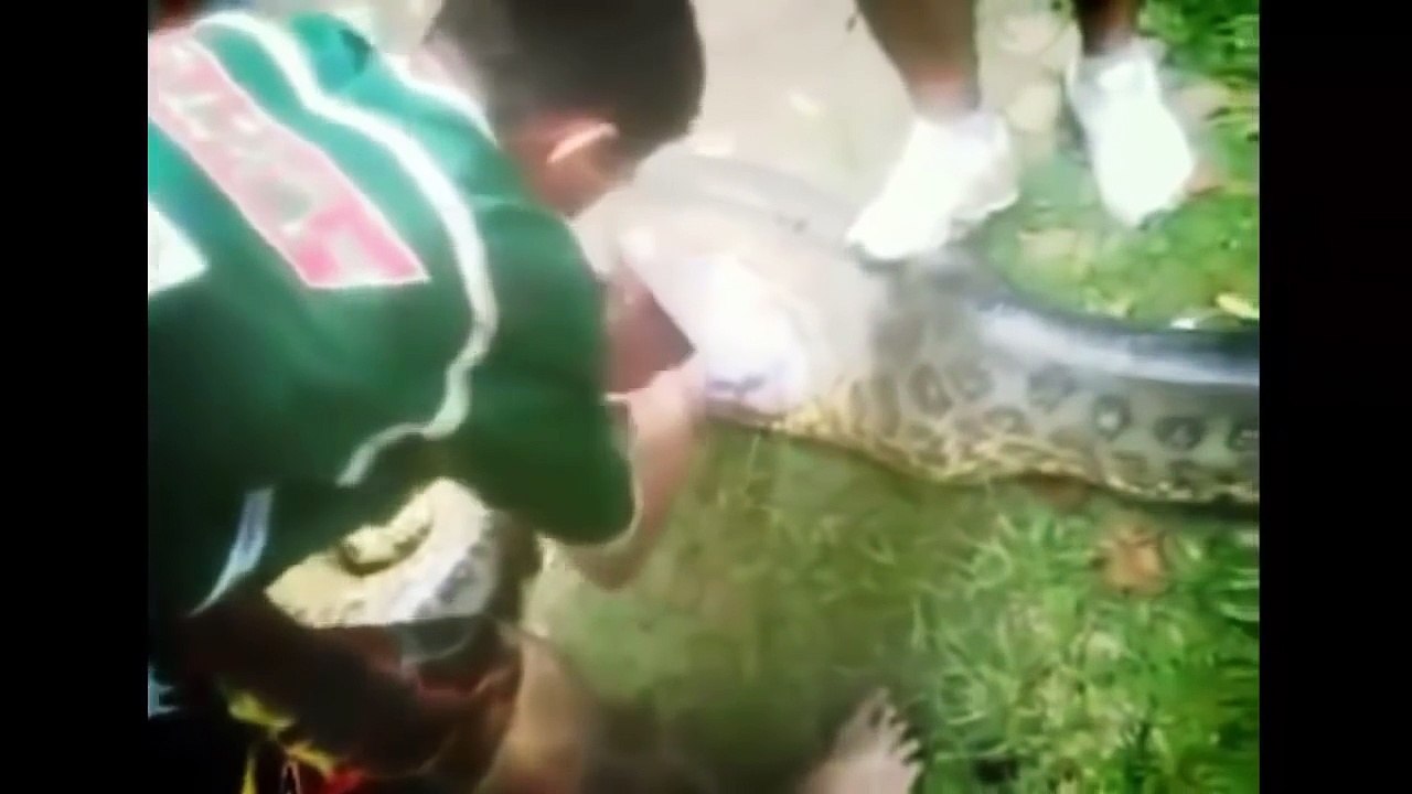 世界动物： 实拍 动物最恐怖的 蟒蛇和狗 蟒蛇和鹿 的攻击