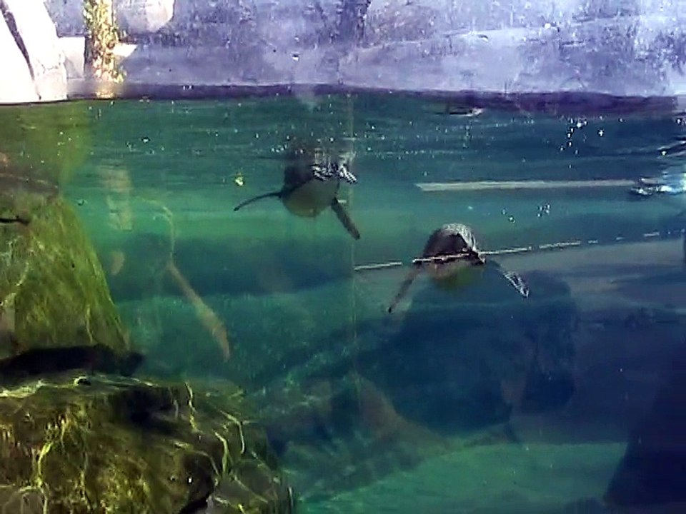 Vincennes-Zoo-Manchots de Humboldt (2)