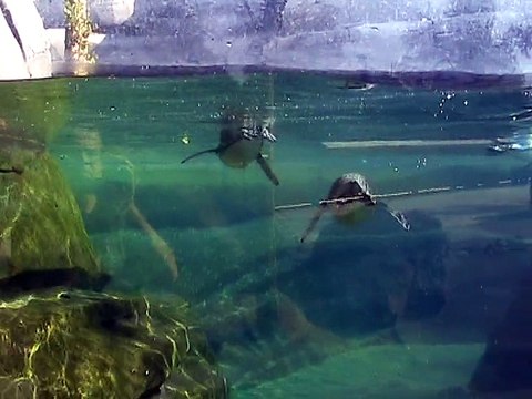 Vincennes-Zoo-Manchots de Humboldt (2)