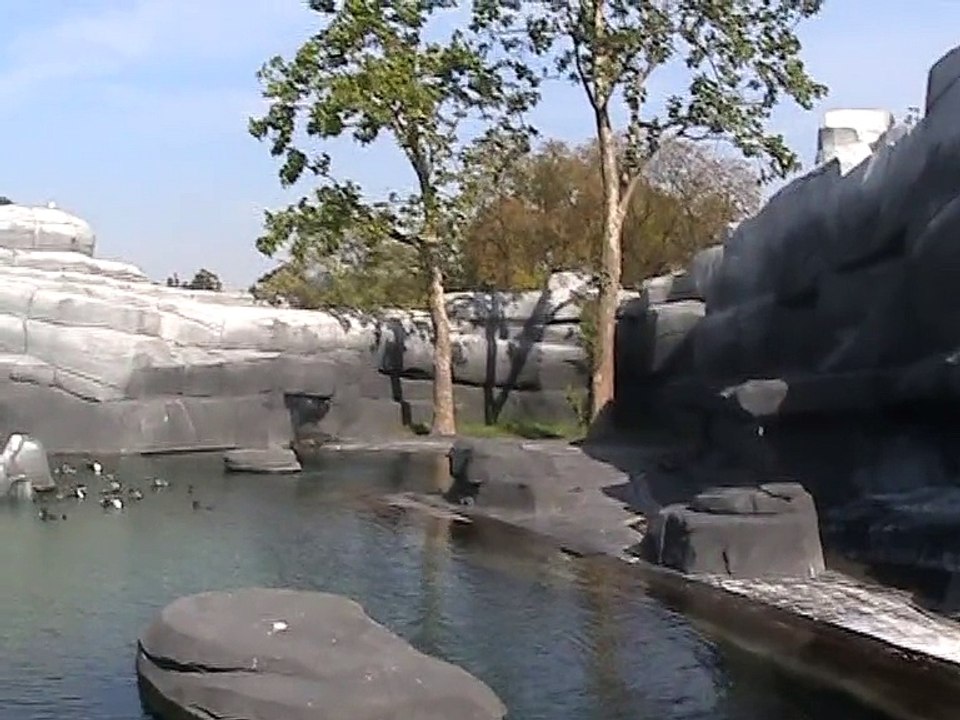 Vincennes-Zoo-Manchots de Humboldt (3)