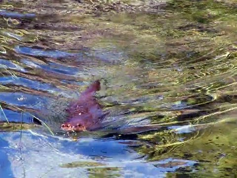 Vincennes-Zoo-Loutres (2)