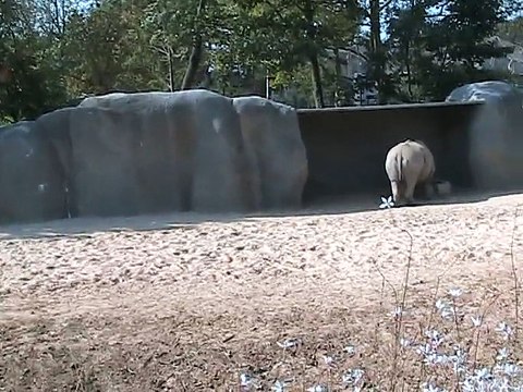 Vincennes-Zoo-Rhinocéros zèbres (1)