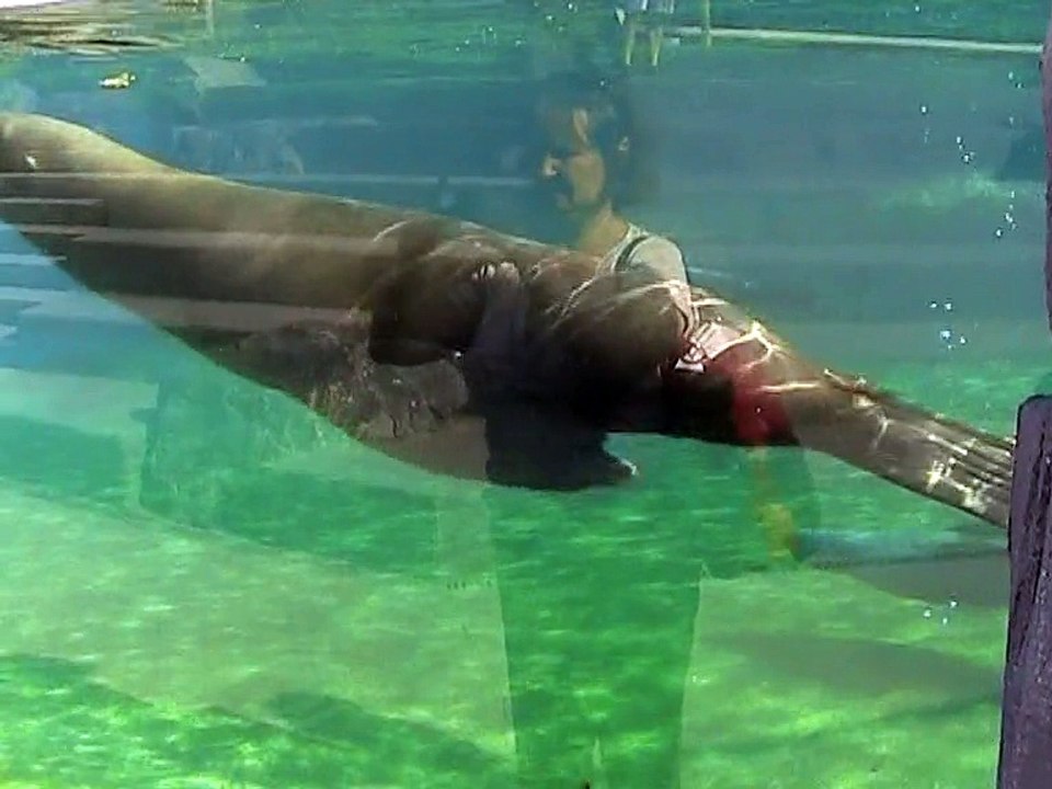 Vincennes-Zoo-Otaries et phoques (4)