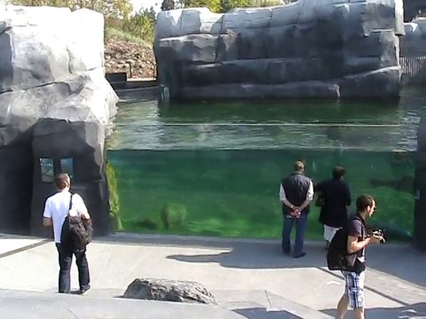 Vincennes-Zoo-Otaries et phoques (1)