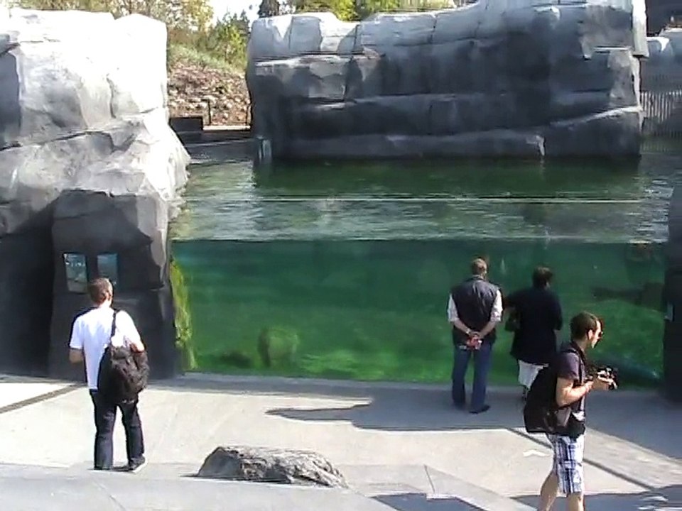 Vincennes-Zoo-Otaries et phoques (1)