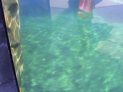 Vincennes-Zoo-Otaries et phoques (3)