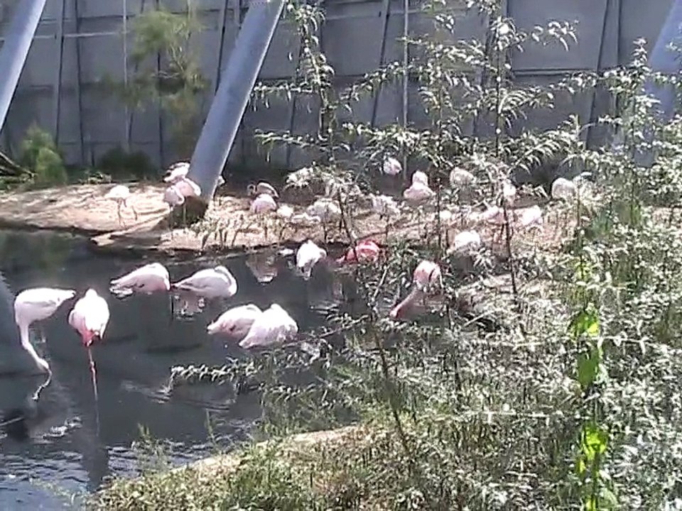Vincennes-Zoo-Volière (2)