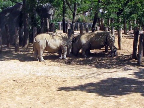 Vincennes-Zoo-Rhinocéros