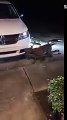 Dog rips car apart while people stand and watch