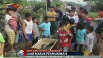 Heboh, Ular Raksasa Masuk Pemukiman Warga di Medan Sumatera Utara