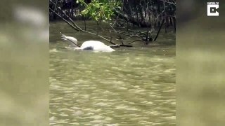 Croc-eat-croc world! Crocodile cannibalism caught on camera in notorious Australian river