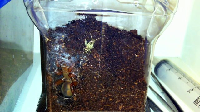 Une mygale fouisseuse filmée en pleine chasse, vu depuis son nid... Impressionnant