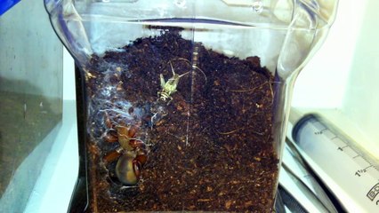 Une mygale fouisseuse filmée en pleine chasse, vu depuis son nid... Impressionnant