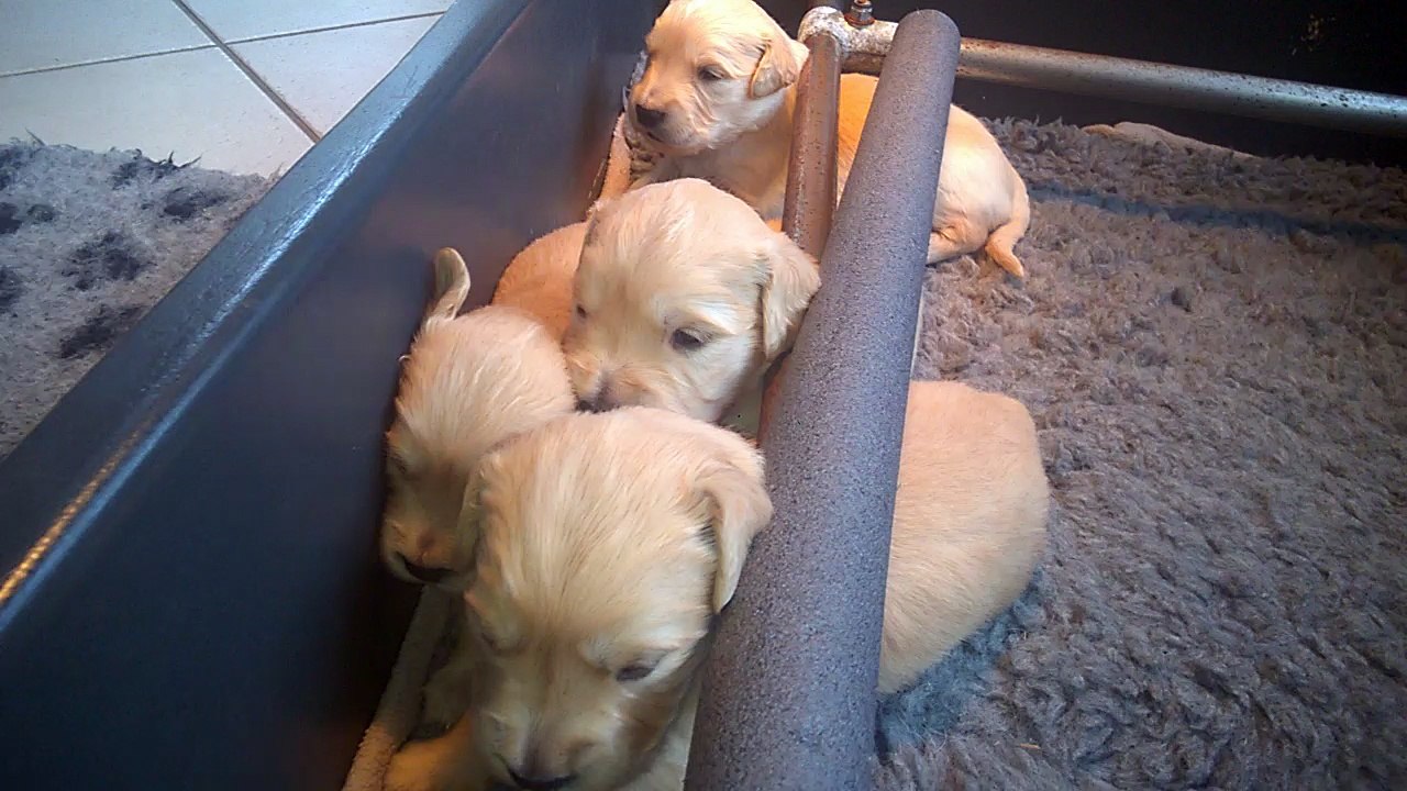 Chiots golden retriever 20171116_036