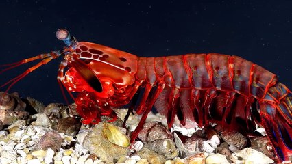 10 ANIMAIS COM SUPERPODERES REAIS