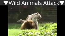 Blanc tigre vs lion vrai combat à mort animaux sauvages attaque