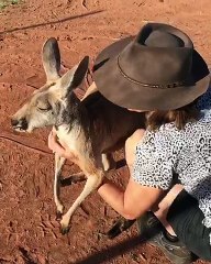 Kangaroo Loves Cuddles