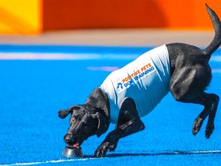 These 3 Animals Might Be Smarter Than All of Us