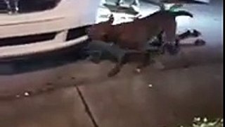 Dog rips car apart while people stand and watch