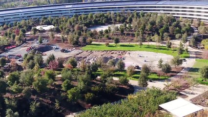 Aerial Footage Captures View of Apple Park in Cupertino, California