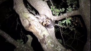 Raccoon with jar stuck on it's head