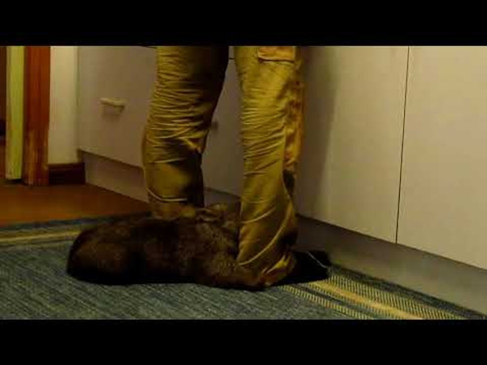 Eager Wombat 'Helps' in the Kitchen
