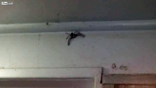 This spider will eat your soul!!!!!!!