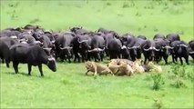 Dangerous Cape Buffalo (Black Death) attacks & kills Lions