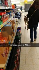 Deer Goes Grocery Shopping