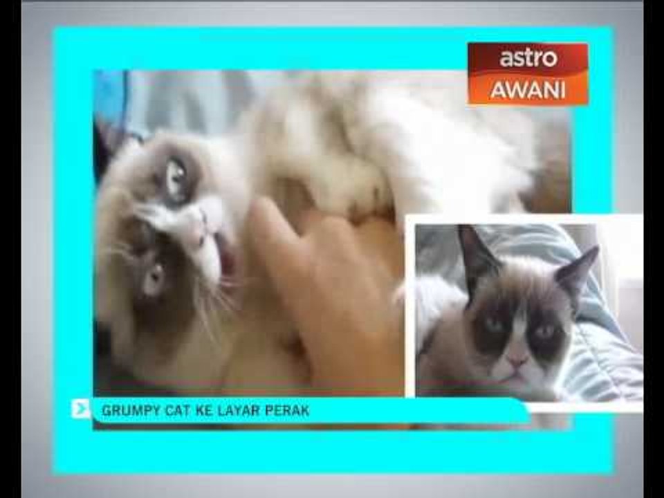 Grumpy Cat ke layar perak