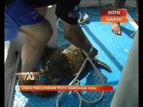 Usaha pemuliharaan penyu menampakkan hasil