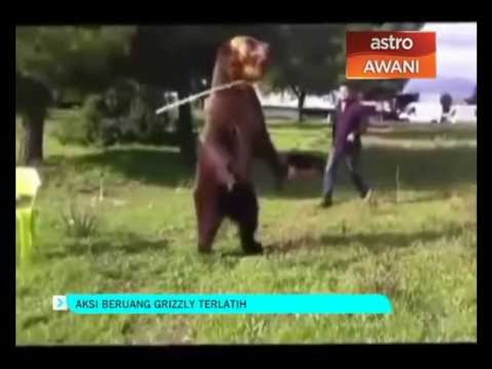 Aksi Beruang Grizzly Terlatih Video Dailymotion