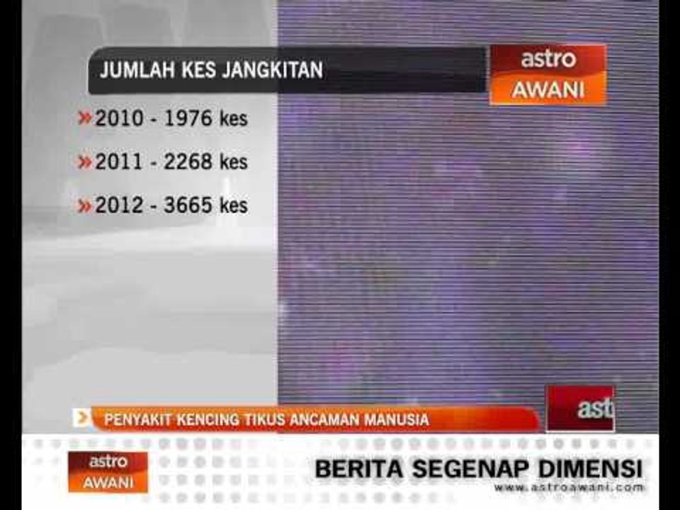 Penyakit kencing tikus ancaman manusia