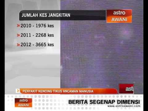 Penyakit kencing tikus ancaman manusia