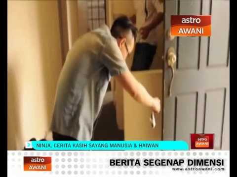 Ninja, cerita kasih sayang manusia & haiwan