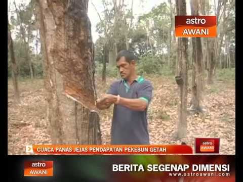 Cuaca panas jejas pendapatan pekebun getah