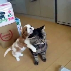 Phong kham da khoa Dai Dong - cats and dogs