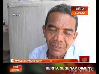 Download Video: Mangsa serangan beruang terjejas punca pendapatan