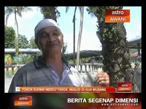 Pokok kurma mercu tanda masjid di Gua Musang