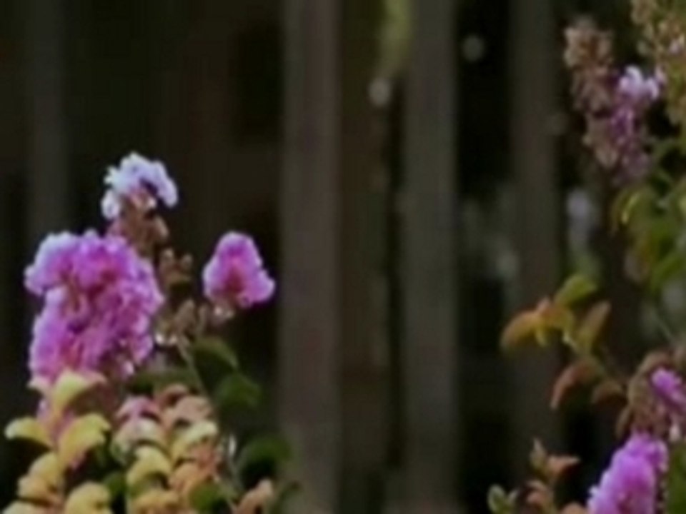 Sultanim Seni - Grup Hacegan