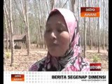 BR1M ringankan beban penoreh getah