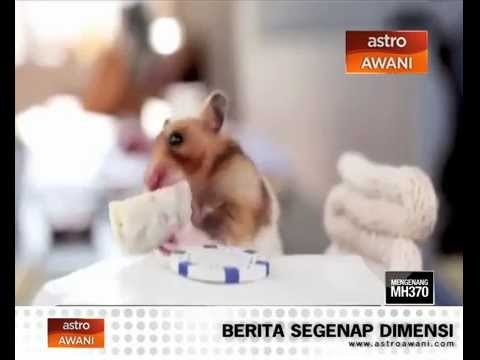 Hamster makan burritos trending di YouTube