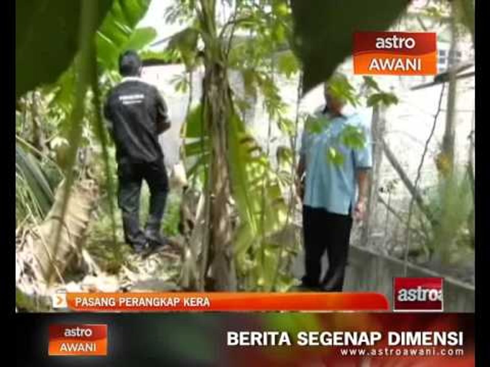 Pasang perangkap kera