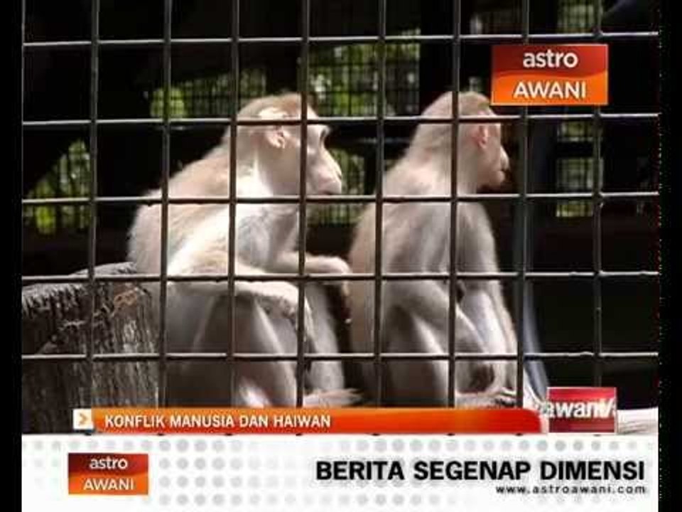 Konflik manusia dan haiwan