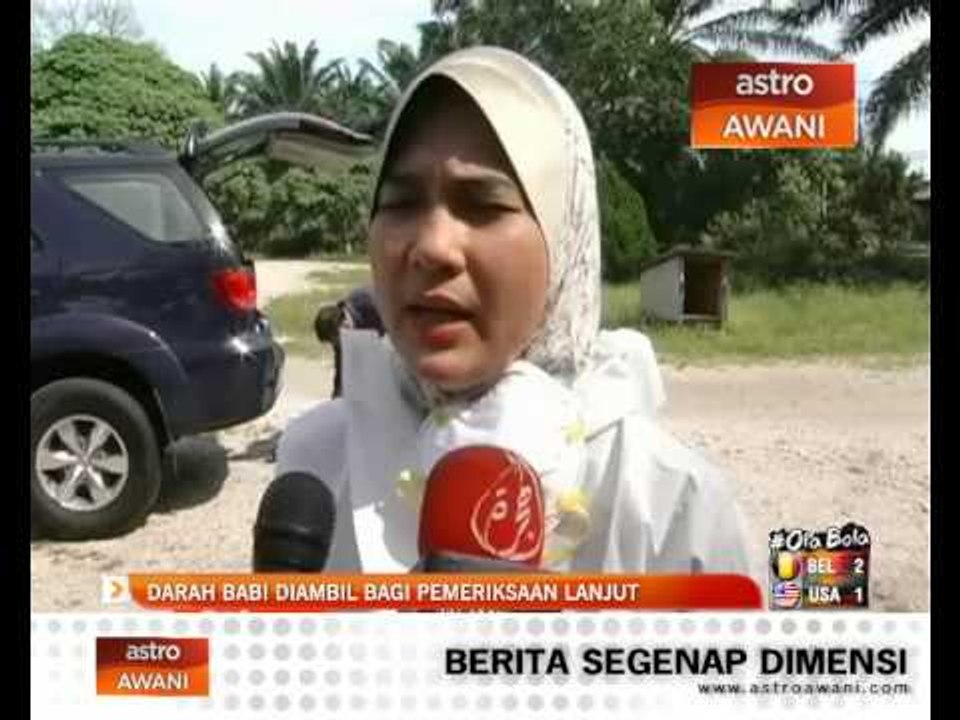 Sample darah babi diuji untuk pemeriksaan lanjut